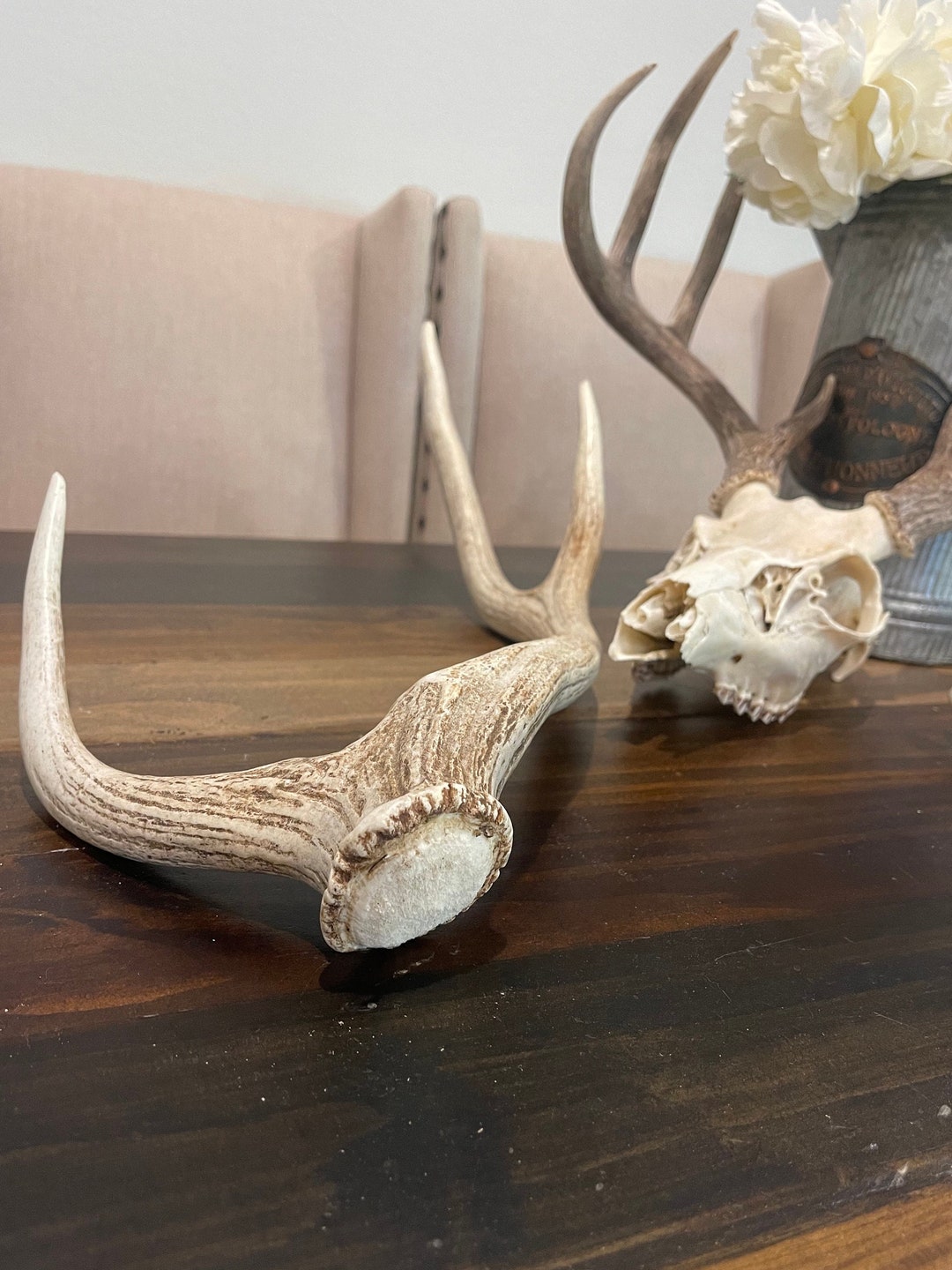 Rare Set of Axis Deer Antler Shed Axis Deer Art Decor Sculpture Texas