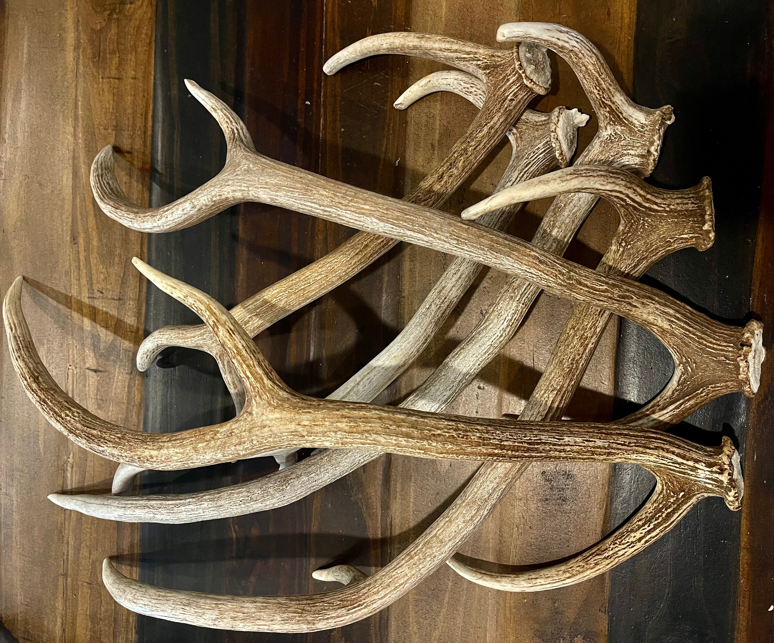 Axis Deer Antler Whole Deer Antler Craft Grade Antler Etsy