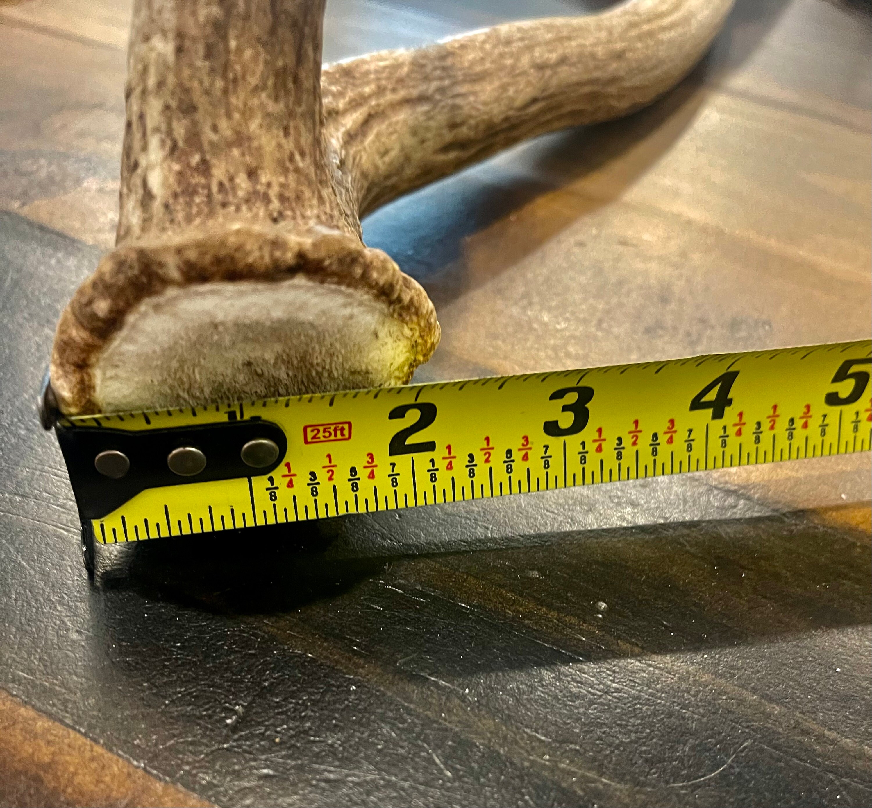 Axis Deer Antler Whole Deer Antler Craft Grade Antler Etsy