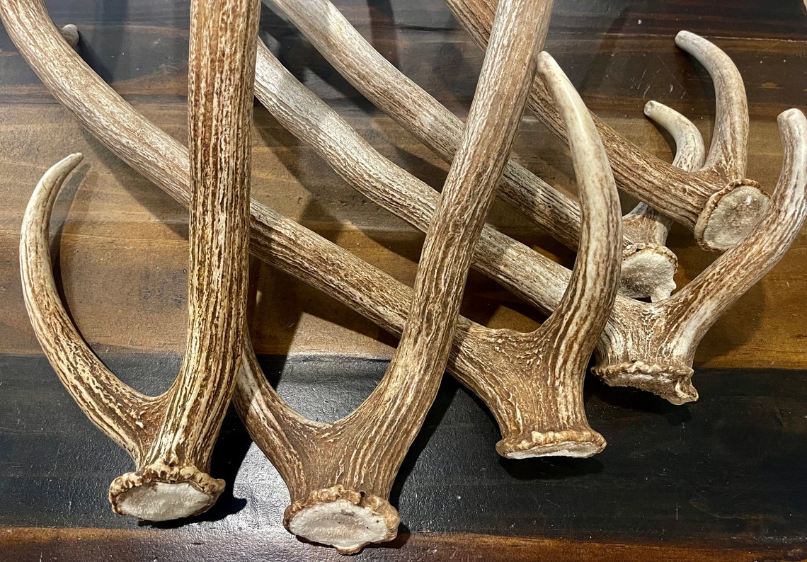 Axis Deer Antler Whole Deer Antler Craft Grade Antler Etsy
