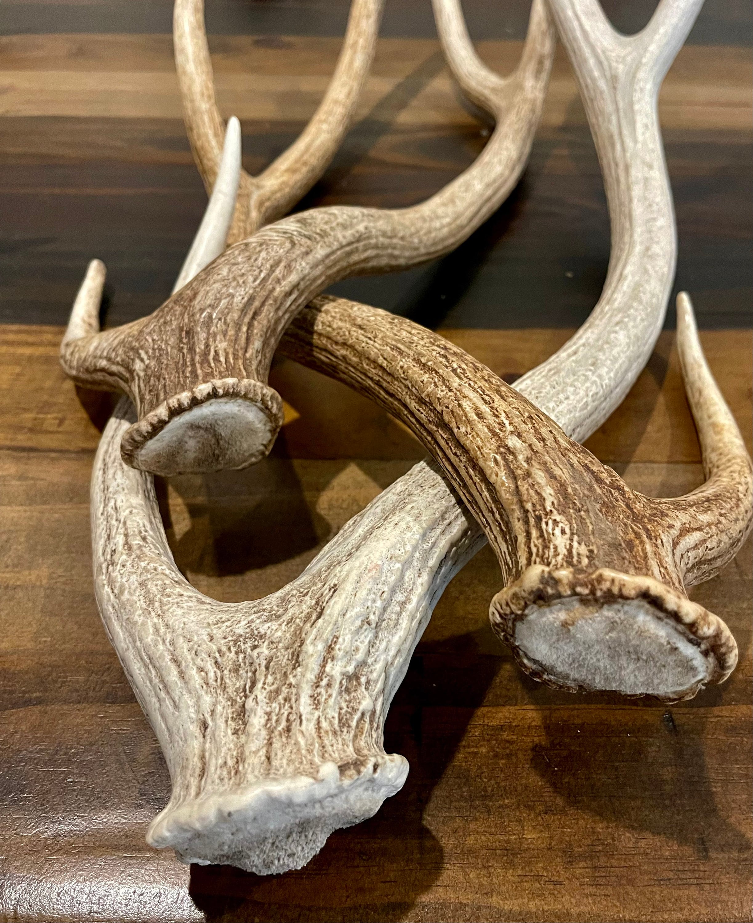 Axis Deer Antler Whole Deer Antler Craft Grade Antler Etsy