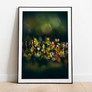 May include: A close-up photograph of green moss with small, bright green shoots growing from it. The moss is covered in tiny water droplets, creating a glistening effect. The background is blurred, creating a soft, dreamy look.