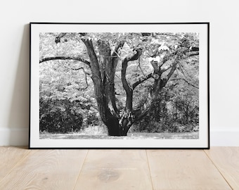 Black and White Tree Canopy Photograph, Large Tree Fine Art Print, Botanical Wall Art, Tree Fine Art Photography, Nature Inspired Home Decor