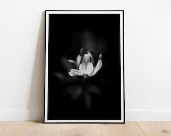 Puede incluir: Una fotografía en blanco y negro de una sola flor con pétalos blancos y ligeramente translúcidos. La flor está enfocada y el fondo está desenfocado.