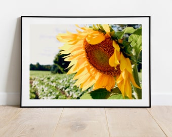 Macro Sunflower Photograph, Macro Sunflower Fine Art Print, Floral Wall Art, Botanical Wall Art, Countryside Landscape, Farmhouse Home Decor