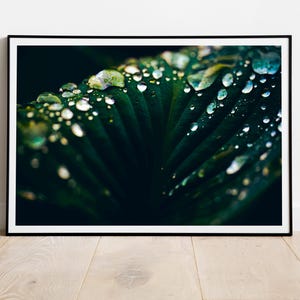 May include: A close-up of a dark green leaf with water droplets on it. The droplets are reflecting light, creating a shimmering effect.