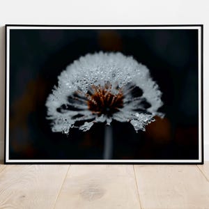 Macro Dandelion Print: Dew Drops, Rustic Botanical Wall Art