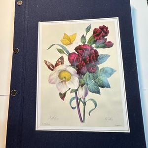 May include: A vintage botanical illustration of a white and pink flower with a yellow butterfly and a red butterfly. The illustration is framed and mounted on a dark blue fabric background. The text "Helleborus" and "Wille" is printed below the illustration.