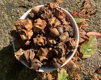 Oak Galls - perfect for ink & dye making - natural autumn decor