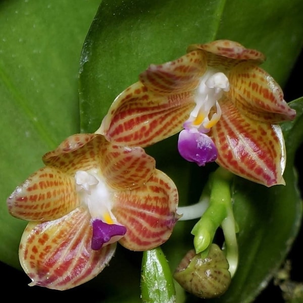 Rare Species Phalaenopsis Javanica - Seedlings 1.7" Small Plants