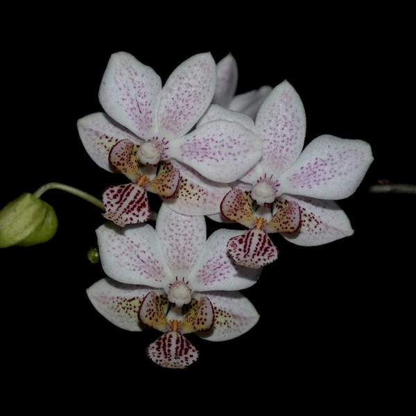 Phalaenopsis Stuartiana x Phalaenopsis Minus - Rare Primary Hybrid