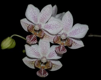 Phalaenopsis Stuartiana x Phalaenopsis Minus - Rare Primary Hybrid