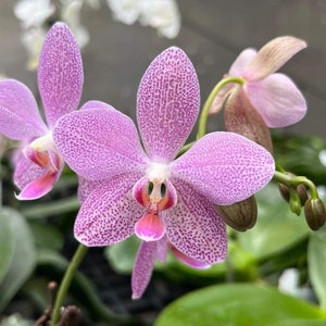 Phalaenopsis Gigantea x Schilleriana - Rare Find / Mottled Leaves