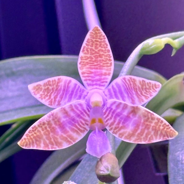 Very Rare Phalaenopsis Lueddemanniana Coerulea - Keiki Divisions From Mother Plant (Photo 1)
