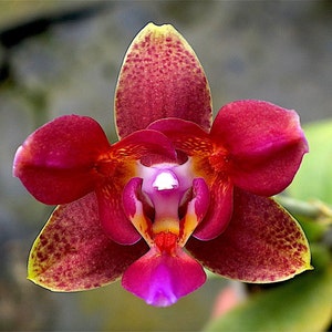 Phalaenopsis Tying Shin Cupid '3 Lips' 1.7" (Last Plant in Photos)