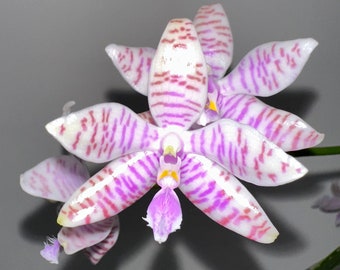 Phalaenopsis Lueddemanniana - Very Vigorous/Healthy/Fragrant 2.5" in Spike/Bloom
