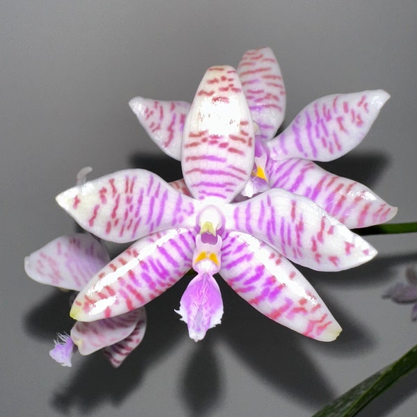 Phalaenopsis Lueddemanniana - Very Vigorous/Healthy/Fragrant 2.5" in Spike/Bloom