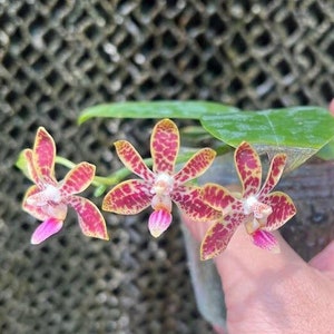Phalaenopsis Niazhen Song (Venosa x Finleyi) 2.5" - Very Cute Miniature Hybrid with Small Flowers/Sweet Pleasant Fragrance