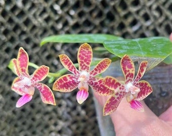 Phalaenopsis Niazhen Song (Venosa x Finleyi) 2.5&quot; - Very Cute Miniature Hybrid with Small Flowers/Sweet Pleasant Fragrance