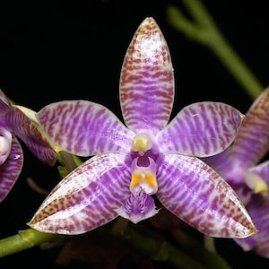 Phalaenopsis Lueddemanniana (Very Nice Flower Shape 2.5")