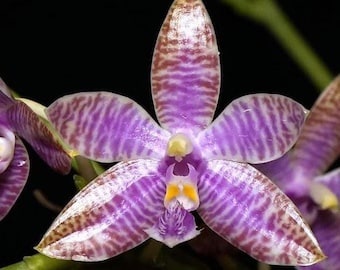 Phalaenopsis Lueddemanniana (Very Nice Flower Shape 2.5&quot;)