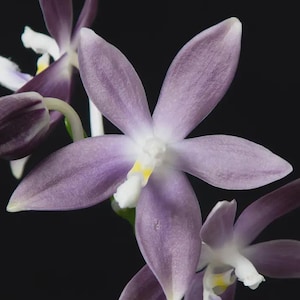 Phal. tetraspis fma. lvidia (2.5")