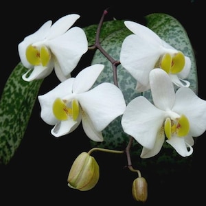 Phalaenopsis Philippinensis - Species Mottled Leaves Not Commonly Offered (2.5&quot;)