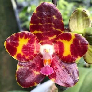 Phal. Jong's Gigan Cherry 'Prince' (MC)