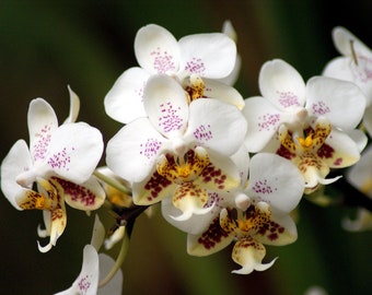 Phalaenopsis Stuartiana f. Tipo '802' x Stuartiana f. Nobilis 'Nan' - Very Nice Mottled Leaves Batch 1.7"