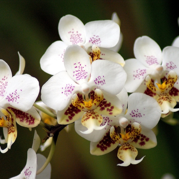 Phalaenopsis Stuartiana f. Tipo '802' x Stuartiana f. Nobilis 'Nan' - Very Nice Mottled Leaves Batch 1.7"