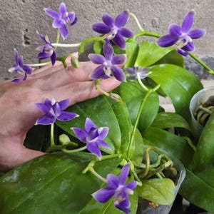Phal. Violacea Coerulea x Phal. Equestris Coerulea (Very Nice Color/Fragrance 2.5")