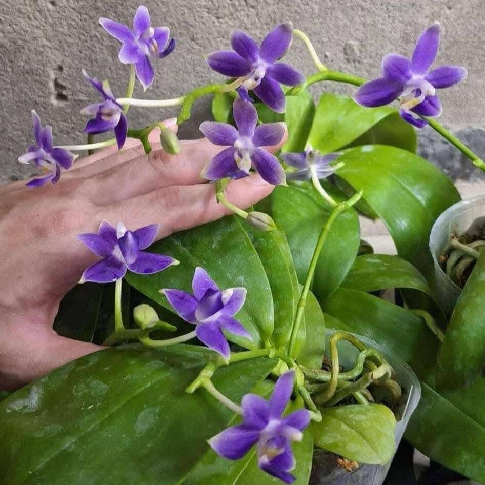Phal. Violacea Coerulea x Phal. Equestris Coerulea (Very Nice Color/Fragrance 2.5")