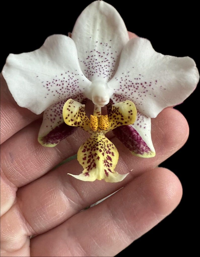 Phalaenopsis Stuartiana XXL Plant Exact Plant and Blooms in Photos Very