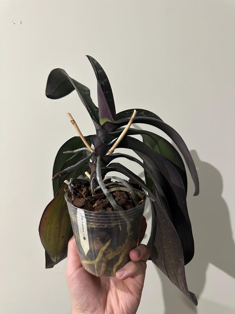 Phalaenopsis Stuartiana XXL Plant Exact Plant and Blooms in Photos Very