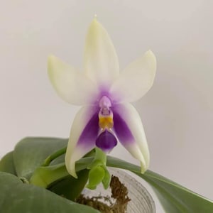 Phalaenopsis Bellina Coerulea 'Fire Shape' x Sib - Very Rare Find (2.5")