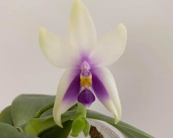 Phalaenopsis Bellina Coerulea 'Fire Shape' x Sib - Very Rare Find