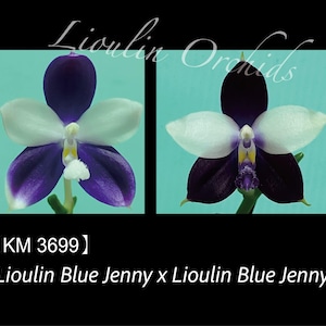 Phal. Lioulin Blue Jenny x Phal. Lioulin Blue Jenny - 1.7" Seed Grown