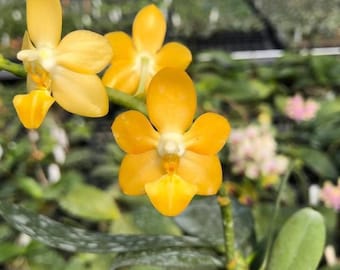 Phalaenopsis Liu&#39;s Gold Coin - Very Cute Miniature Hybrid