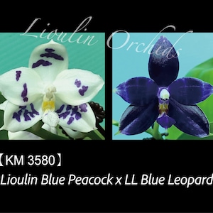 Phal. Lioulin Blue Peacock x Phal. LL Blue Leopard - 1.7&quot; Seed Grown
