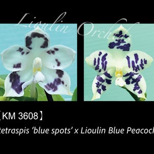 Phal. tetraspis 'blue spots' x Phal. Lioulin Blue Peacock - 1.7" Seed Grown