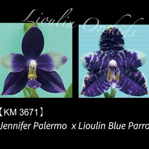 Phal. Jennifer Palermo x Phal. Lioulin Blue Parrot - 1.7" Seed Grown