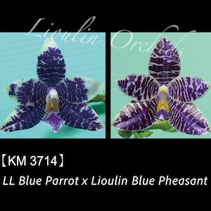 Phal. LL Blue Parrot x Phal. Lioulin Blue Pheasant - 1.7" Seed Grown