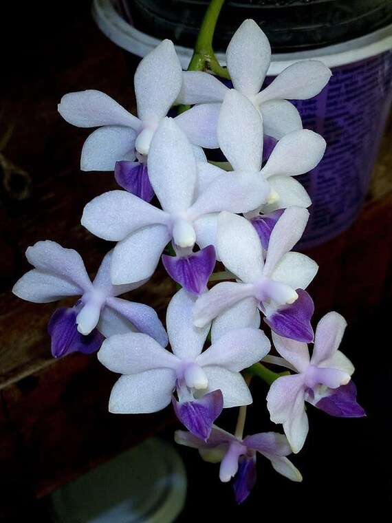 Phalaenopsis Tzu Chiang Sapphire - Etsy