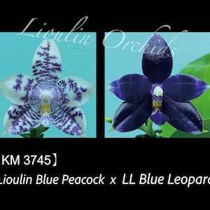 Phal. Lioulin Blue Peacock x Phal. LL Blue Leopard - 1.7&quot; Seed Grown