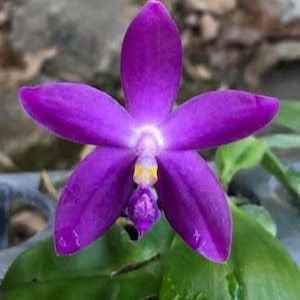Phal. Germaine Vincent 'Coerulea' (1.7" Small Plants)