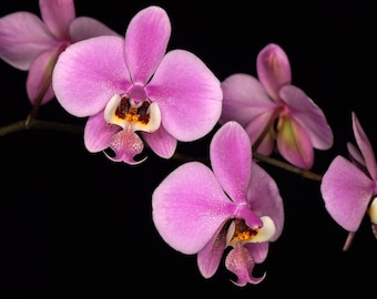 Phalaenopsis Schilleriana x Sib (2.5" Pots In Spike Vigorous Plants)