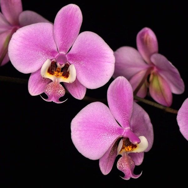 Phalaenopsis Schilleriana x Sib (2.5" Pots In Spike Vigorous Plants)