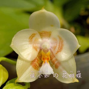 Phal. Yaphon Database 'Nautilus'