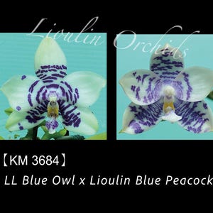 Phal. LL Blue Owl x Phal. Lioulin Blue Peacock - 1.7" Seed Grown