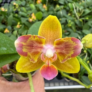 Phal. Lioulin L Star (MC) (Very Cute Miniature Hybrid With Nice Fragrance) 2.5"